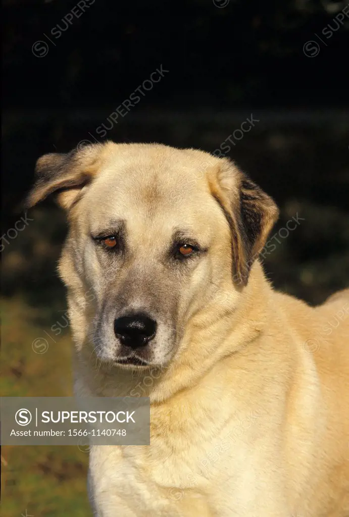 Anatolian Shepherd Dog, Portrait of Adult
