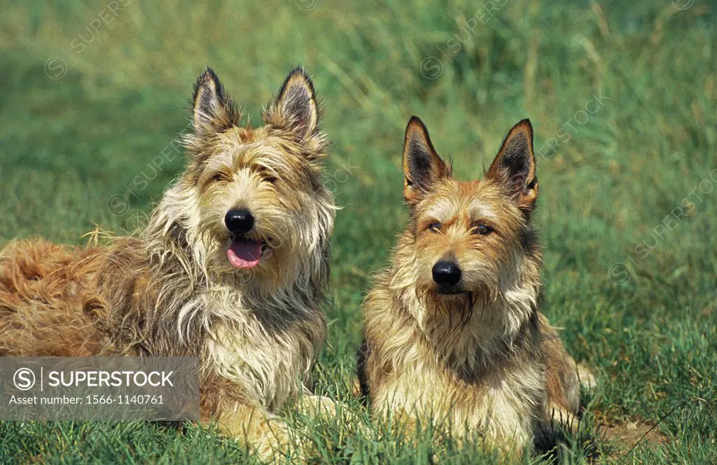 Picardy Shepherd Dog, Adults laying on Grass