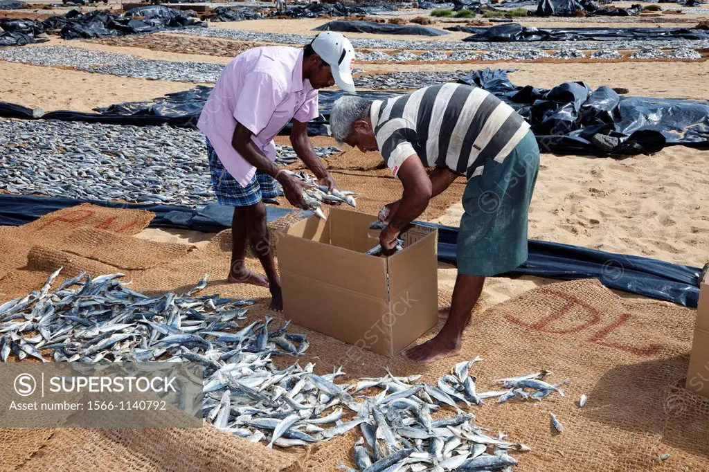 Two local fishermen packing dried fish ito a cardboard box after selling them, Negombo fish market, Sri Lanka