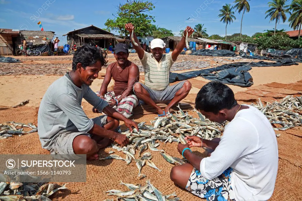 Local fishermen sorting out and selecting dried fish, Negumbo fish market, Sri Lanka
