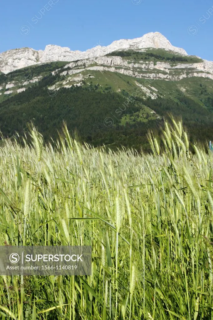 Wheat in the Vercors, Isère, Rhône-Alpes, France.