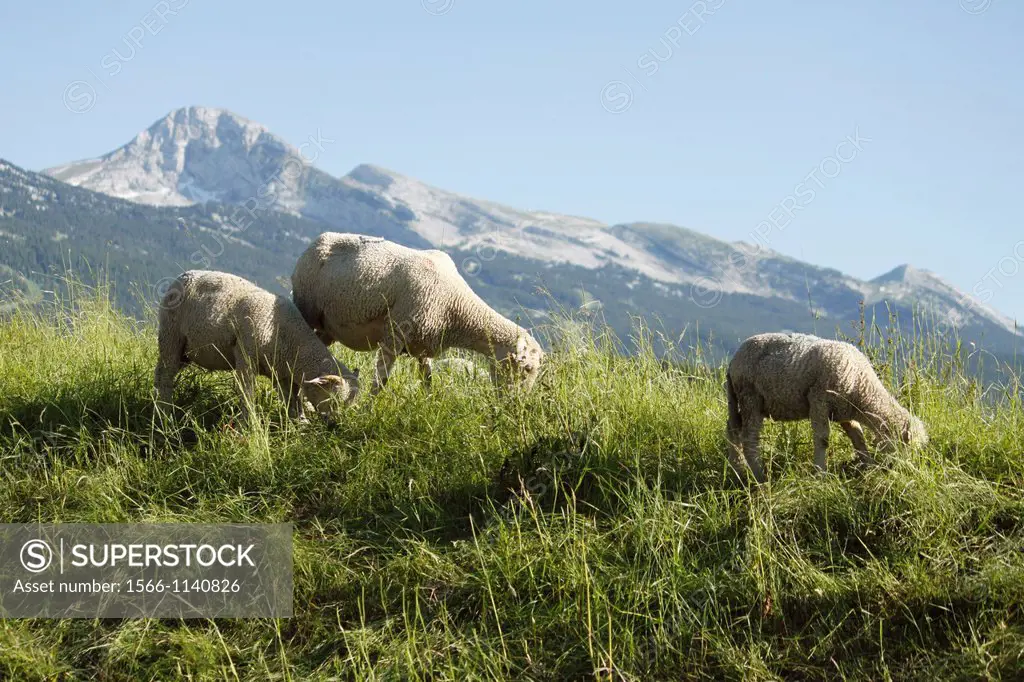 Sheeps in the Vercors, Isère, Rhône-Alpes, France.