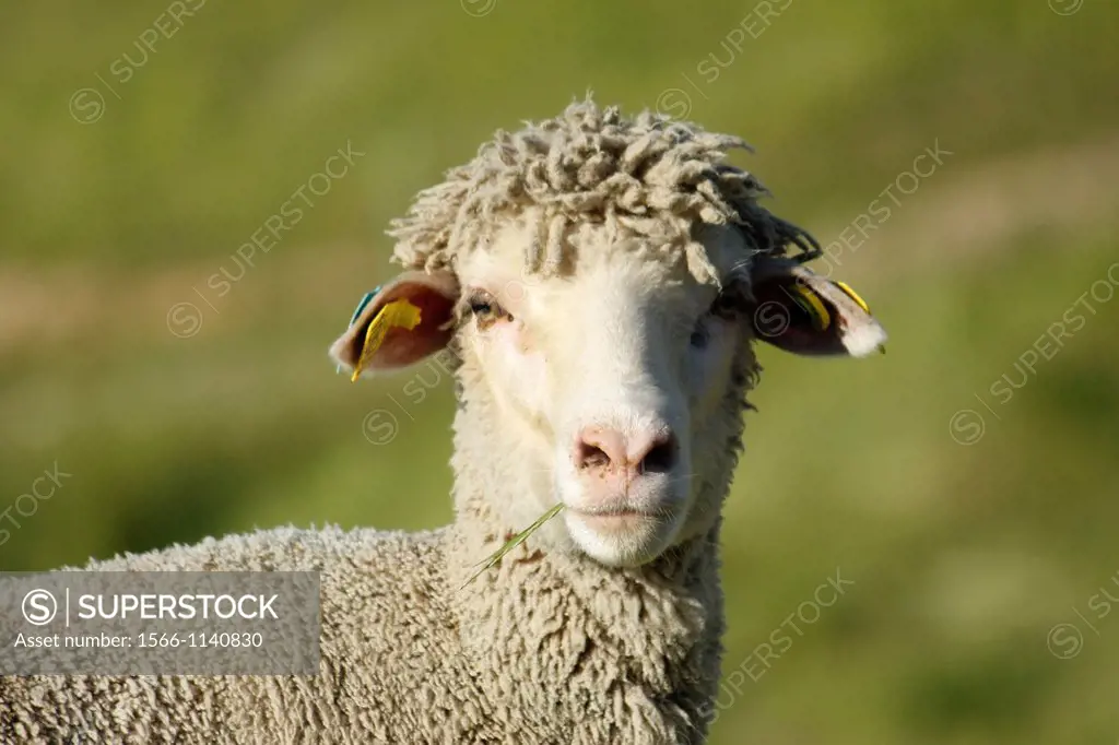 Sheep in the Vercors, Isère, Rhône-Alpes, France.
