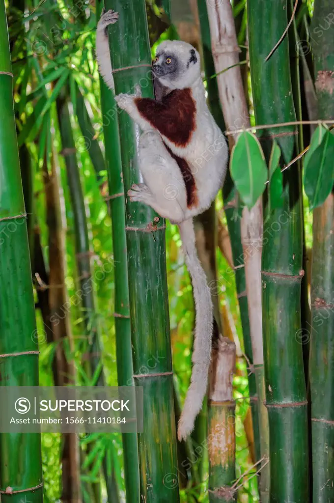 Coquerel´s Sifaka (Propithecus coquereli), Madagascar.