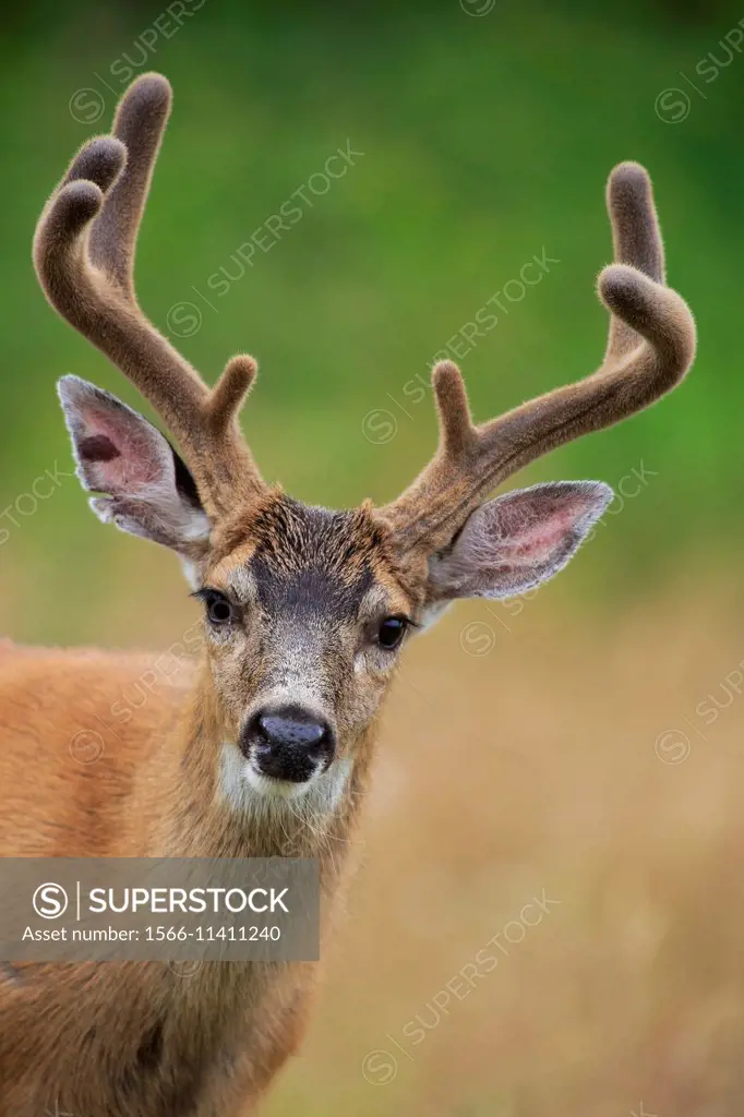 Black-tailed Deer buck (Odocoileus hemionus columbianus), north Nanaimo, Vancouver Island, British Columbia.