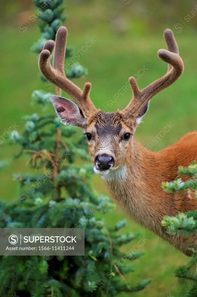 Black-tailed Deer buck (Odocoileus hemionus columbianus), north Nanaimo, Vancouver Island, British Columbia.
