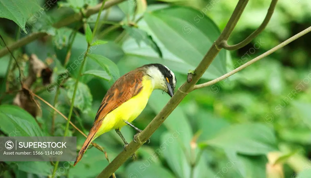 Flycatcher, La Guairita, Venezuela