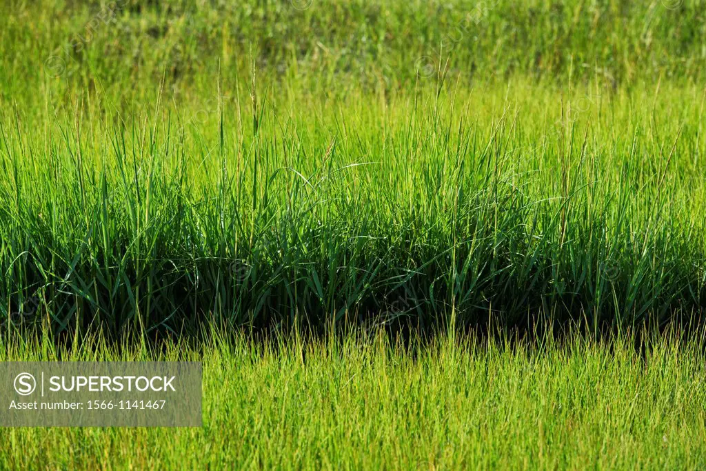 Salt marsh grass