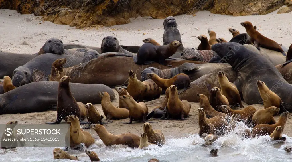 California Sea Lions & Elephant Seals on San Miguel Island.