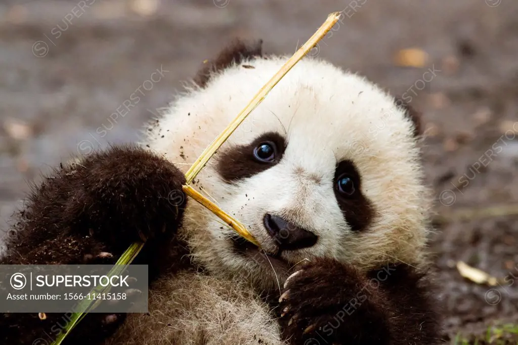A seven month old Giant Panda cub is learning how to eat bamboo.
