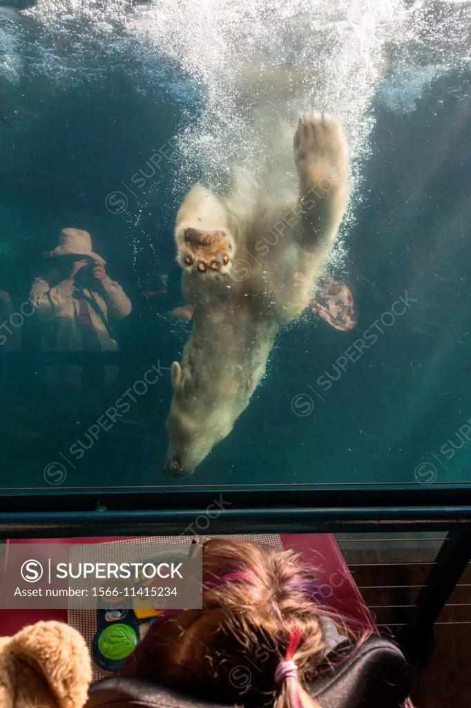 A Polar Bear swimming down the glass in the water in front of a little girl who is in a wheelchair