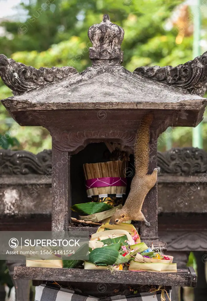 A squirrel taking food left as offerings at a hindu shrine, Legian, Bali, Indonesia