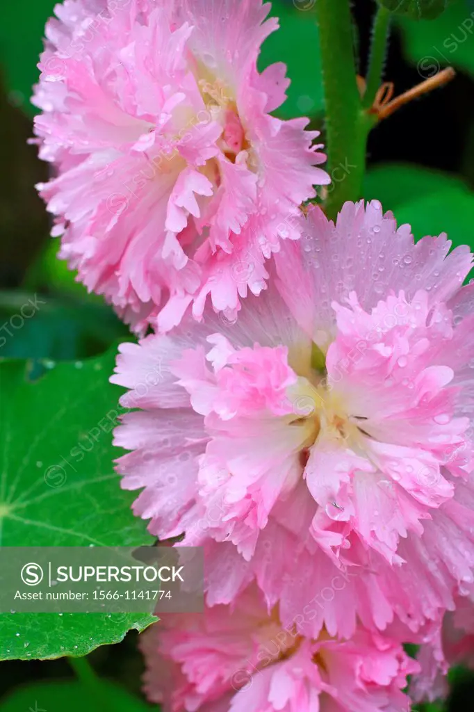 Pink hollyhock flowers close up