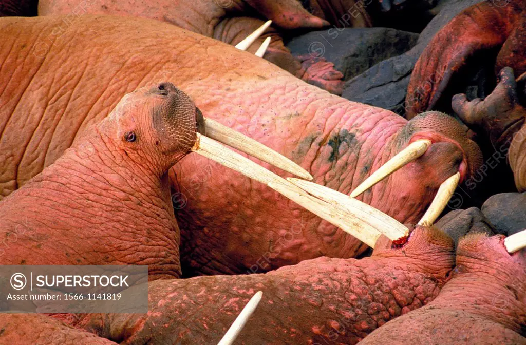 WALRUS odobenus rosmarus, Colony on Rocks, Round Island in Alaska