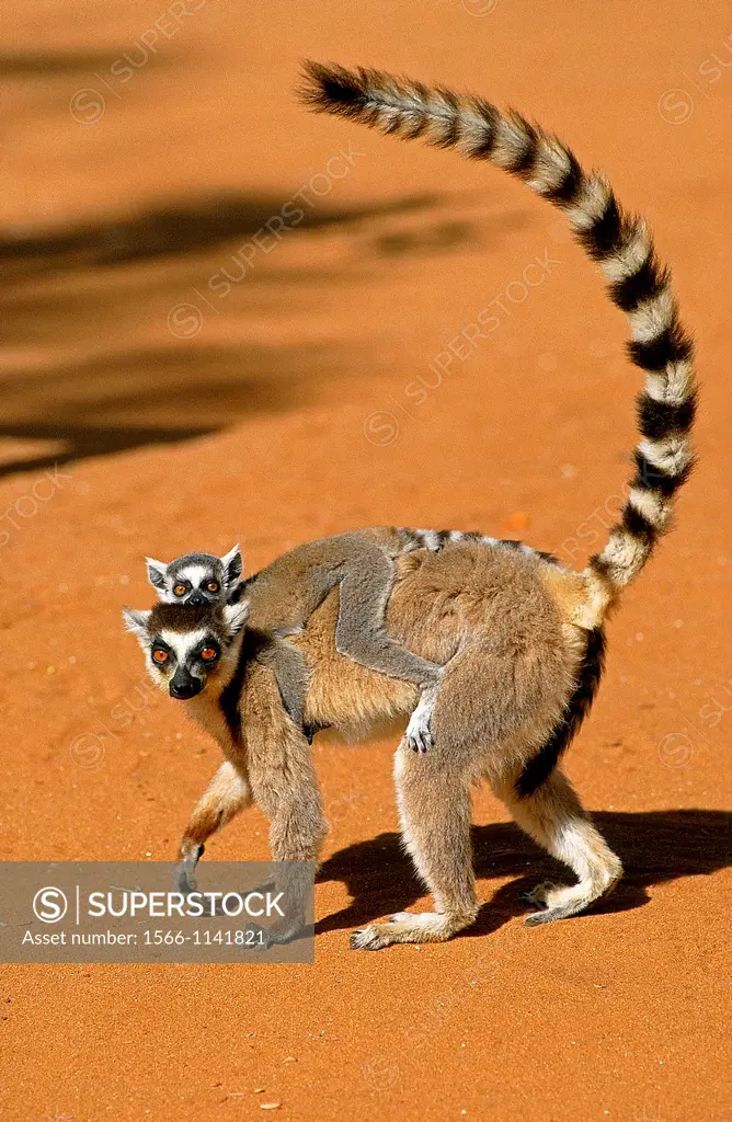 Ring Tailed Lemur, lemur catta, Mother with Young on its Back, Berenty Reserve in Madagascar