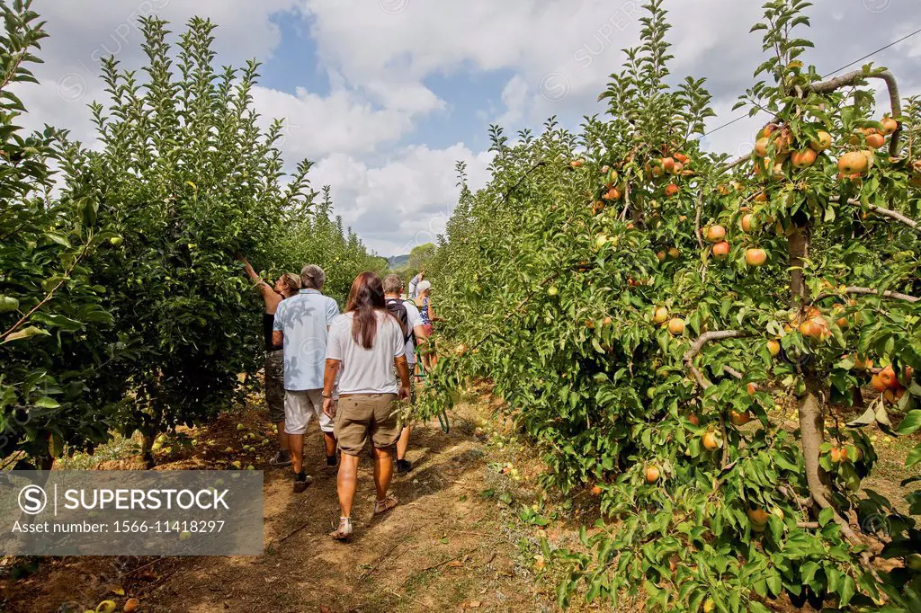France,Var,Vidauban,Domaine d´Astros,free picking in an apple orchard.