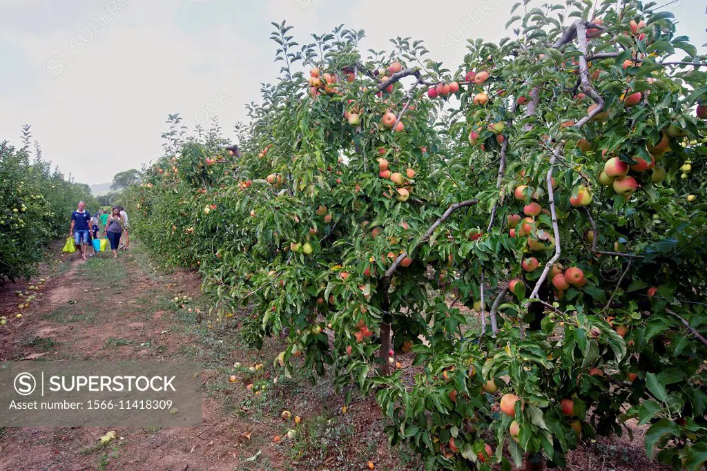 France,Var,Vidauban,Domaine d´Astros,free picking in an apple orchard.