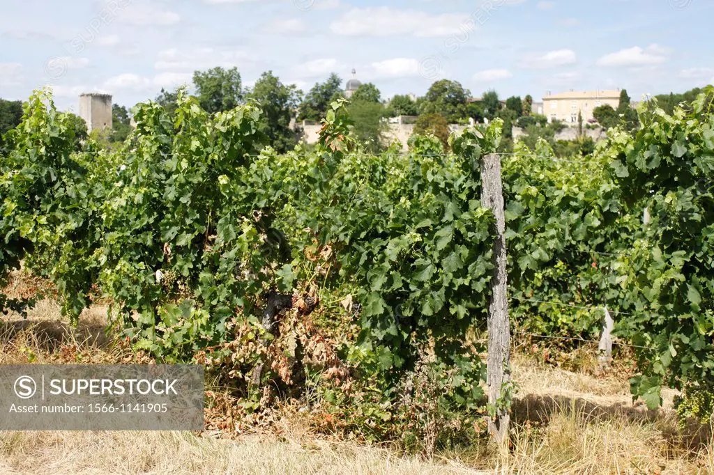 Vine in Rions, Gironde, Aquitaine, France.