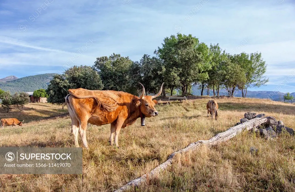 Longhorn cow grazing in field at dusk La Vera Spain trees and mountains in background