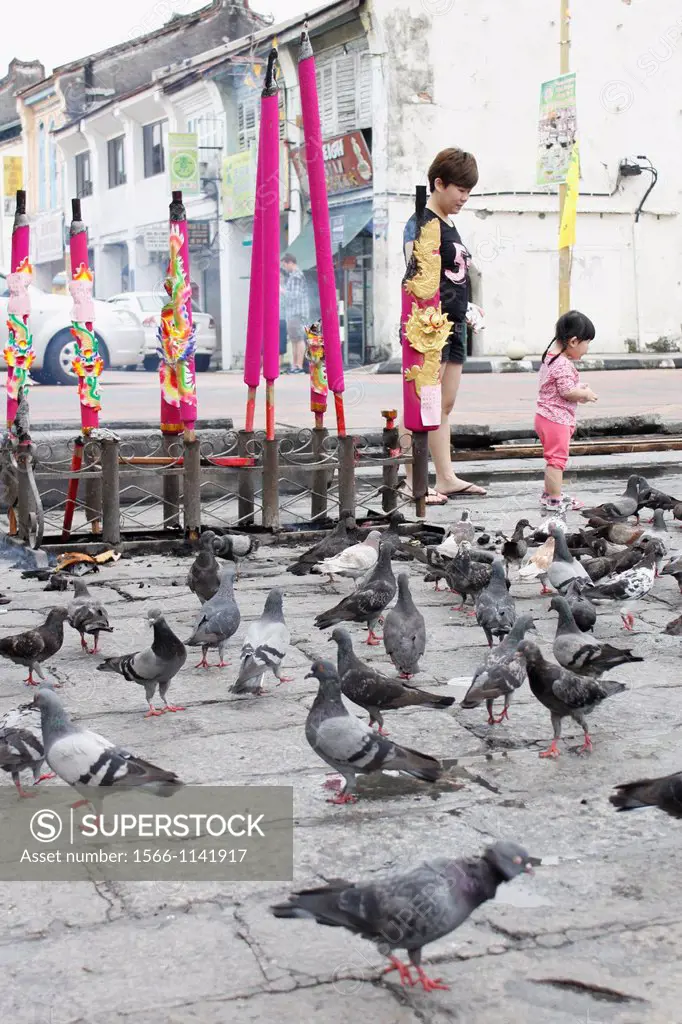 Pigeons on the floor near a sacred tree and a chinese temple, Georgetown, Penang, Malaysia.