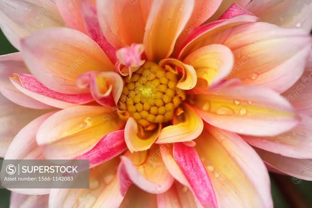 Chrysanthemum close up