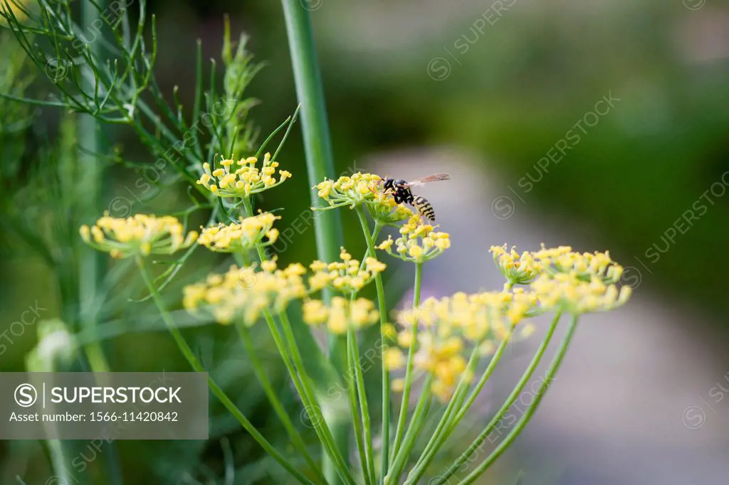 Details of the flower of dill and bee pick a pollen. Mouans-Sartoux, Provence-Alpes-Côte d´Azur. France.