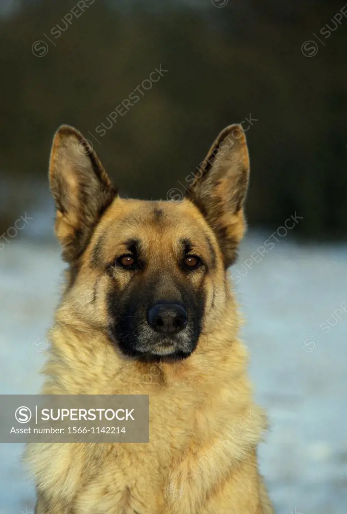 German Shepherd Dog, Portrait of Adult