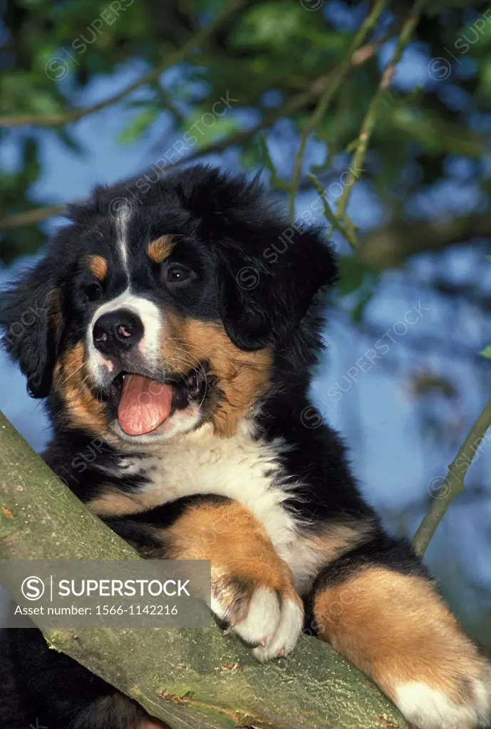 Bernese Mountain Dog, Pup standing on Branch