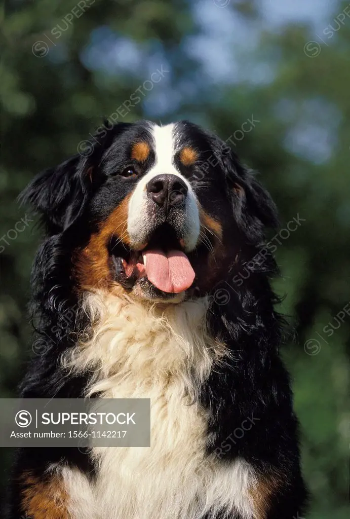 Bernese Mountain Dog, Portrait of Adult