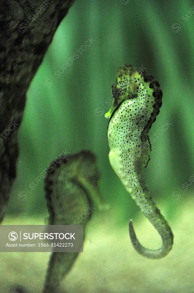 Common seahorse, estuary seahorse, or yellow seahorse Hippocampus kuda. Zoo-Aquarium Casa de Campo. Madrid, Spain