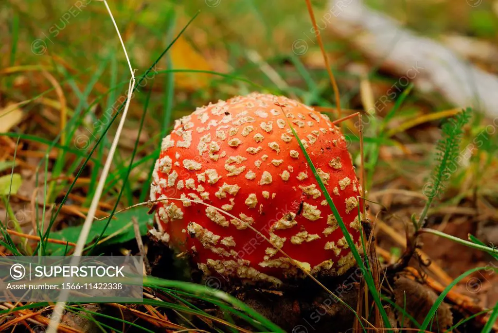 mushrooms can be found in the forest, natural park.