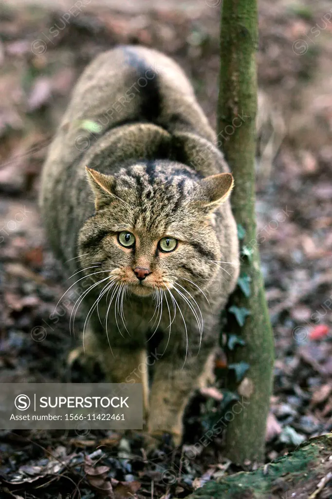 European Wildcat, felis silvestris.