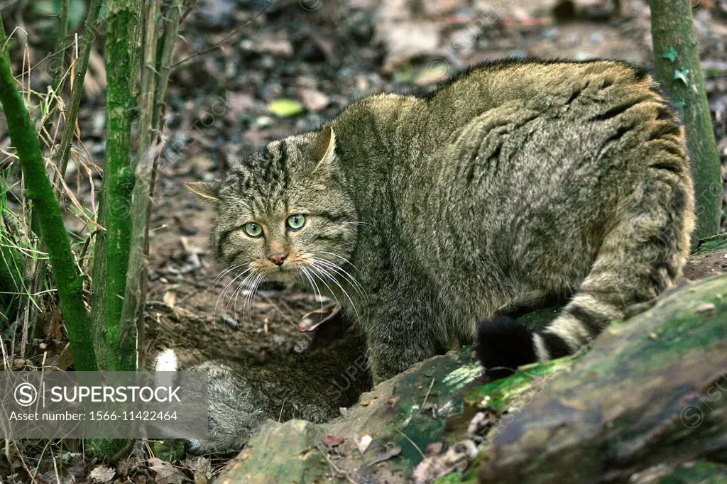 European Wildcat, felis silvestris, with a Kill, a Rabbit.
