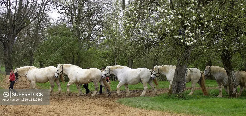 Percheron Draft Horses, a French Breed, Training for Equestrian Show.