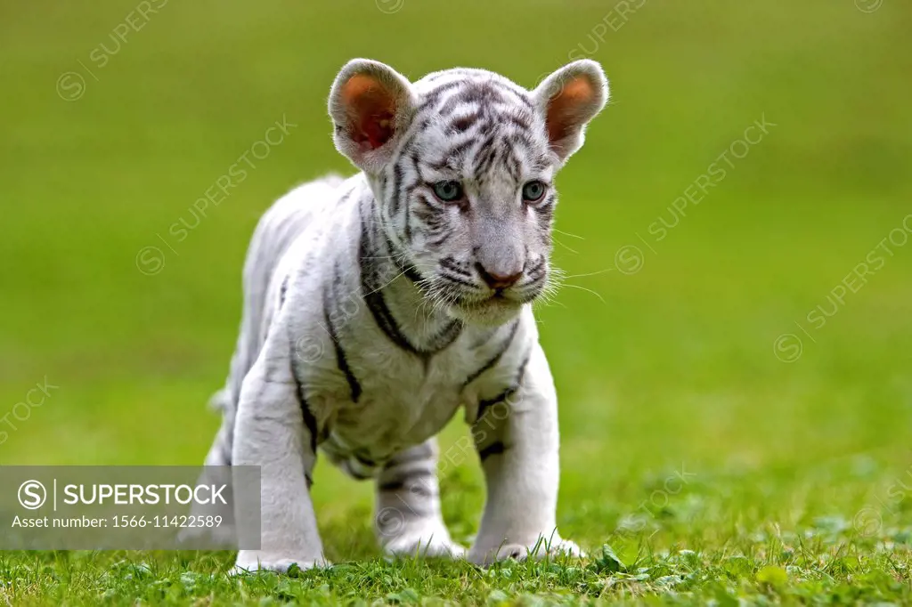 White Tiger, panthera tigris, Cub.