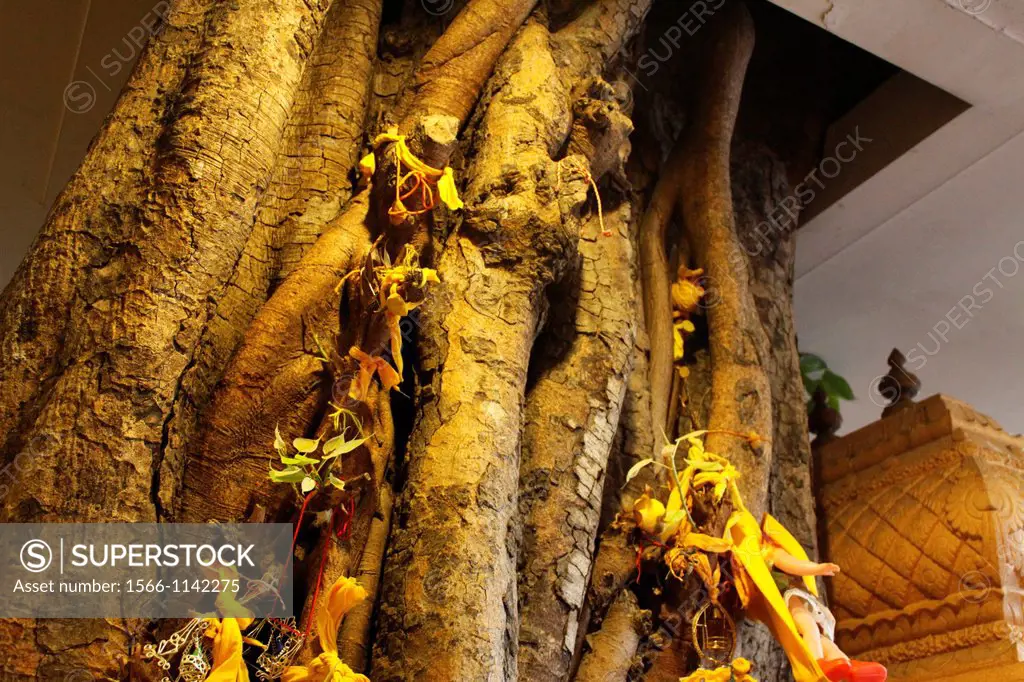 Batu Caves hindou temple with a sacred tree inside, Kuala Lumpur, Malaysia.