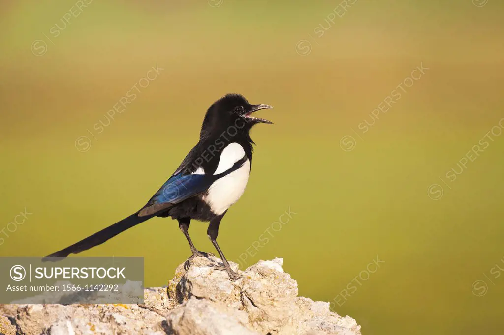 Common Magpie Pica pica perched on a top of a stone  Lleida  Catalonia  Spain