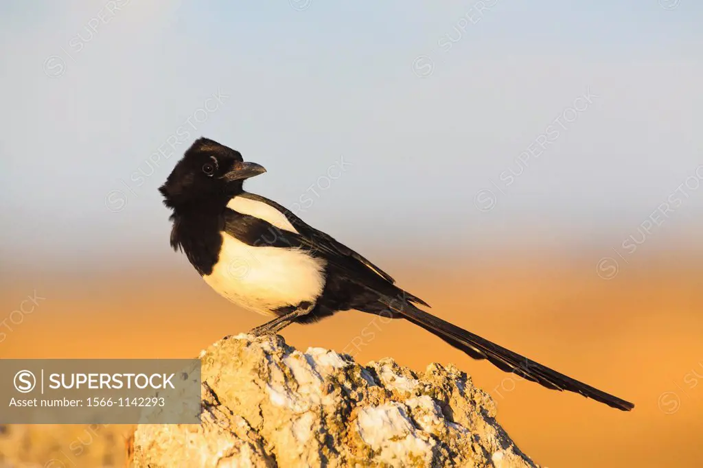 Common Magpie Pica pica perched on a top of a stone  Lleida  Catalonia  Spain