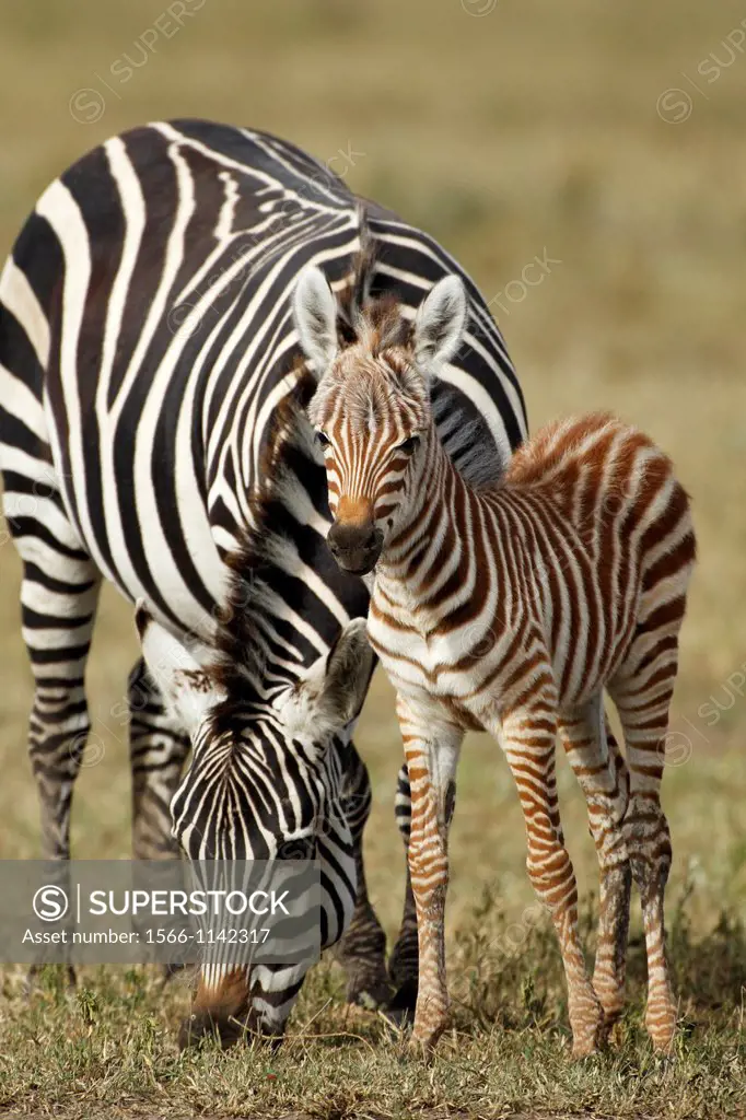Mum and son. Grévy´s zebra Equus zebra