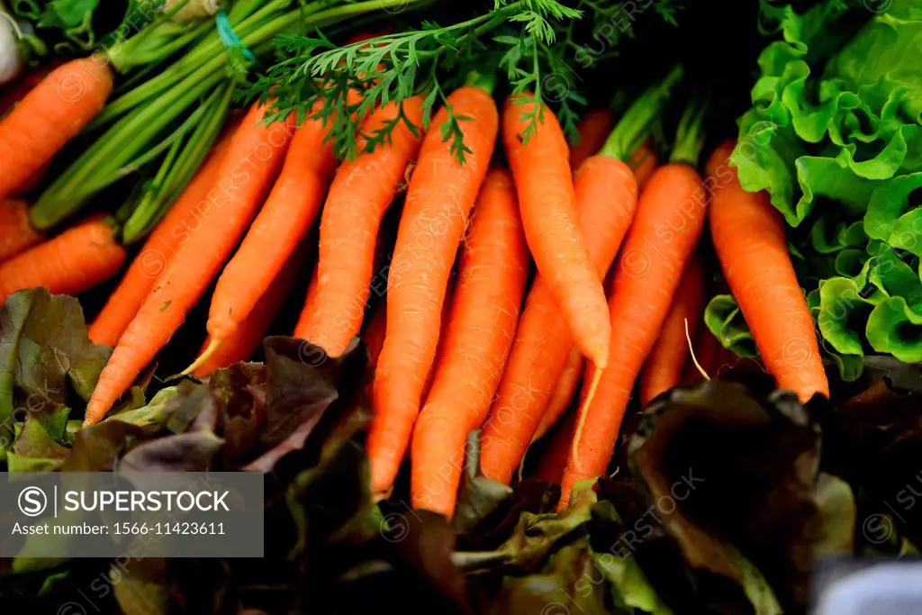 Carrots, Daucus Carota.