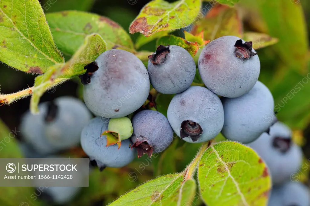 Lowbush blueberry Vaccinium augustifolium Ripe berries in a bumper crop, Greater Sudbury Lively, Ontario, Canada