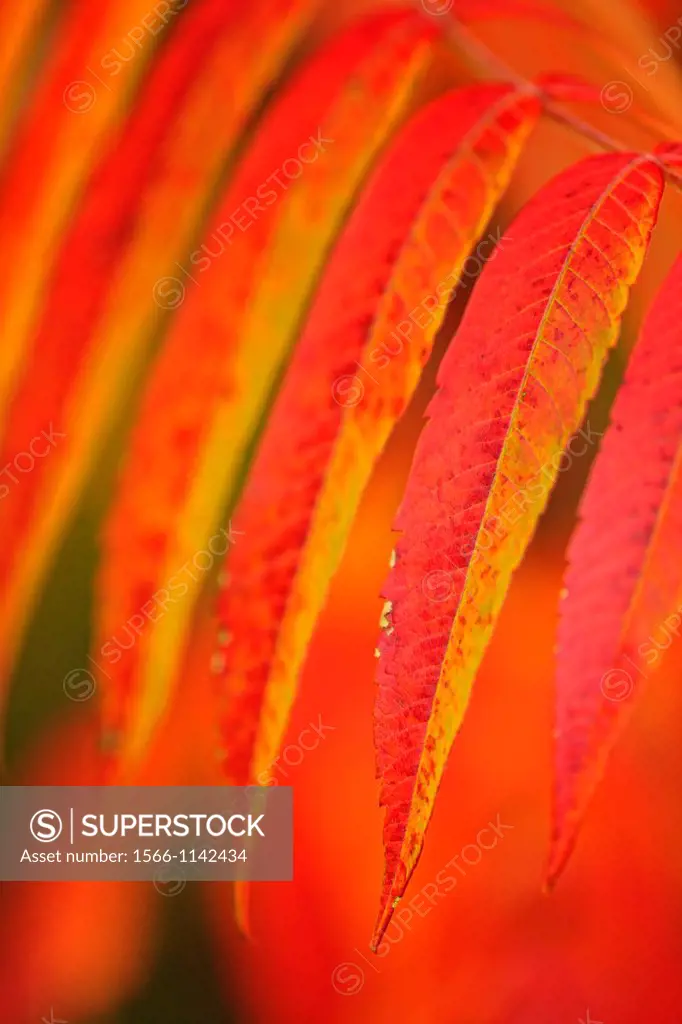 Staghorn sumac Rhus typhina Autumn leaves, Wanup, Ontario, Canada