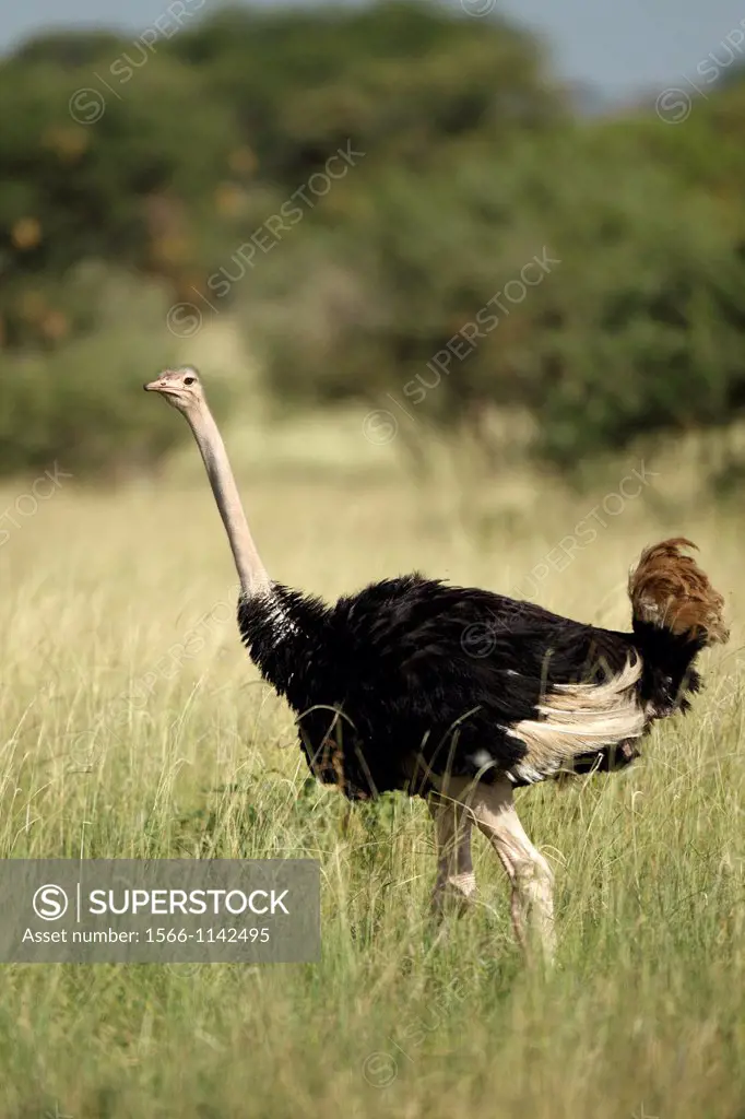Ostrich. Struthio camelus. Tarangire National Park. Tanzania.