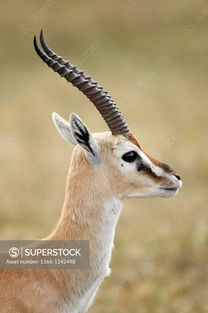 Thomson´s gazelle Eudorcas thomsonii.