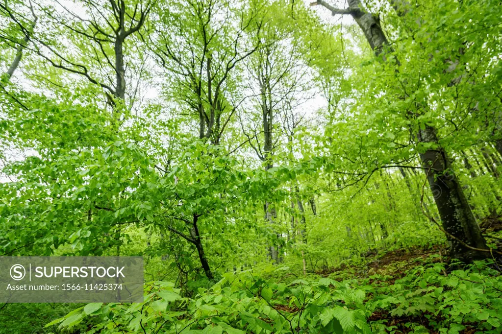 Croatia, Green trees in forest