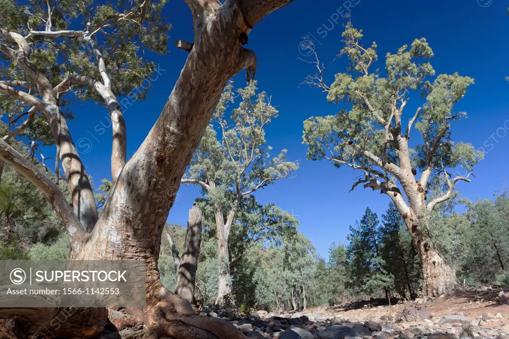 Flinders Ranges National Park in South Australia Valley with River Red Gum Eucalyptus camaldulensis, Bunyeroo Gorge River Red Gums are tall eucalyptus...