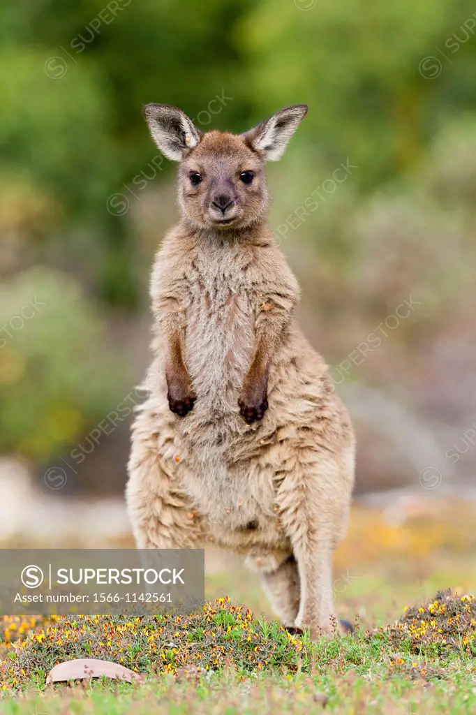 Western grey kangaroo Macropus fuliginosus, on Kangaroo Island in the Flinders Chase National Park Kangaroo Island is the third largest island of Aust...