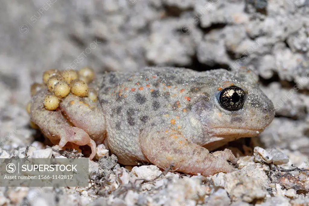 Male of iberian midwife toad Alytes cisternasii with eggs in Valdemanco, Madrid, Spain