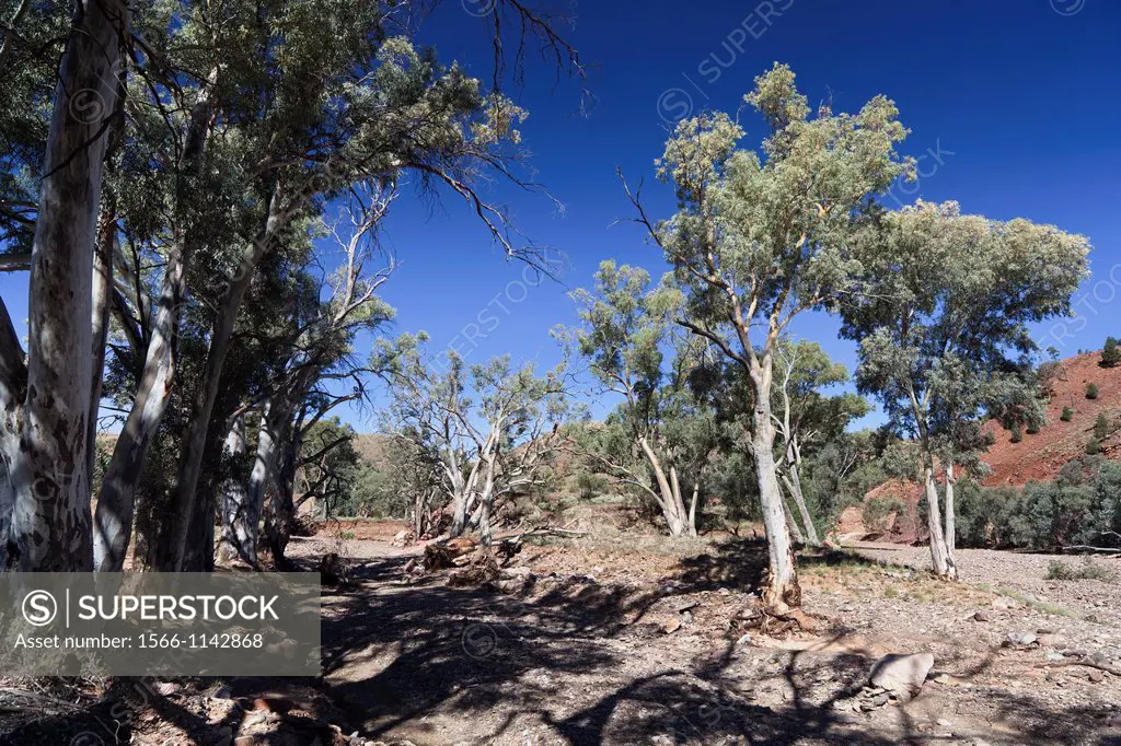 Flinders Ranges National Park in South Australia Valley with River Red Gum Eucalyptus camaldulensis, Brachina Gorge River Red Gums are tall eucalyptus...