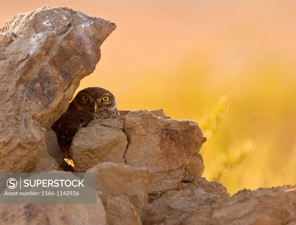 Little Owl Athene noctua hiding behind stones, Athens, Greece
